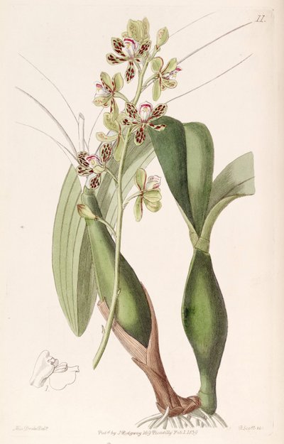 Prosthechea Vespa by Miss Drake